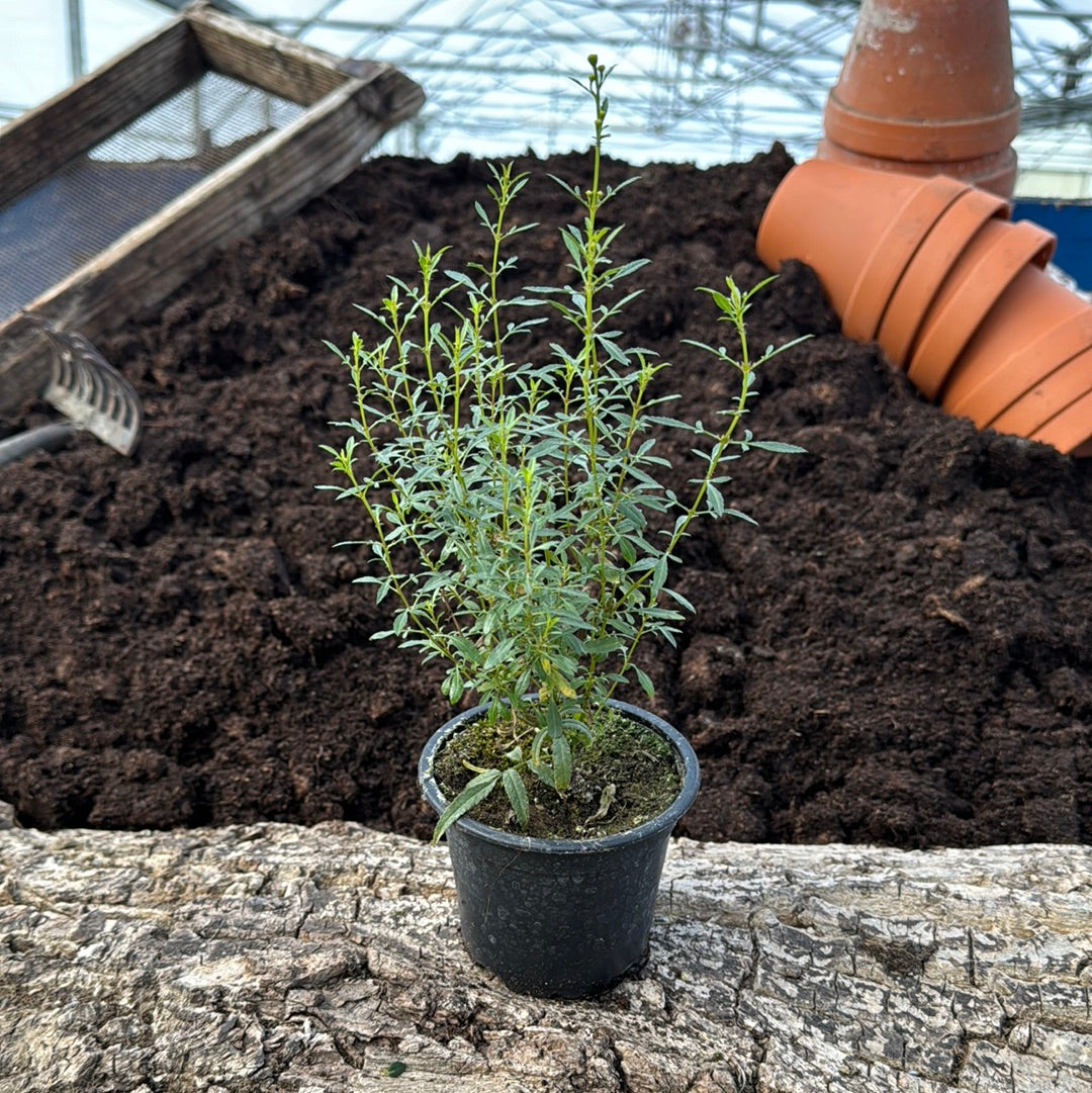 Strauch Tagetes - Tagetes lemmonii