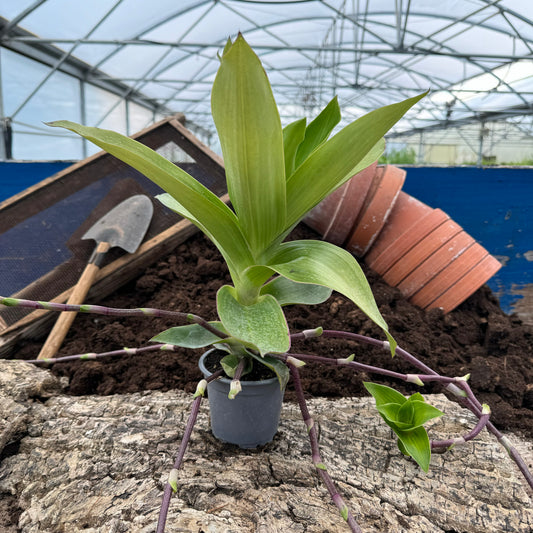 Goldbarth - Callisia fragrans