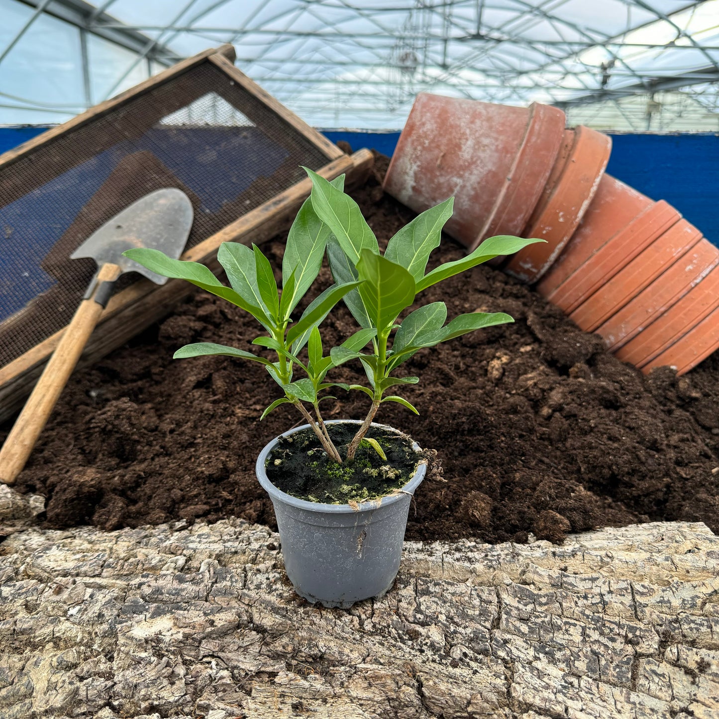 Noni, indische Maulbeere - Morinda citrifolia