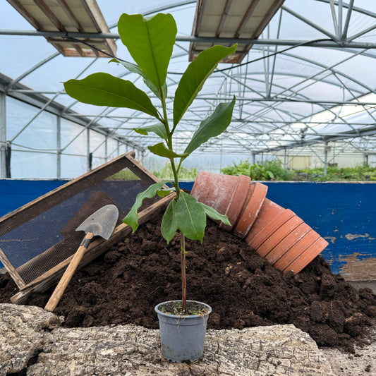 Katappenbaum, Seemandelbaum - Terminalia catappa