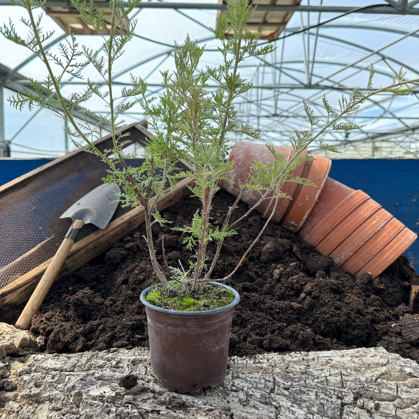 Afrikanischer Wermut - Artemisia afra