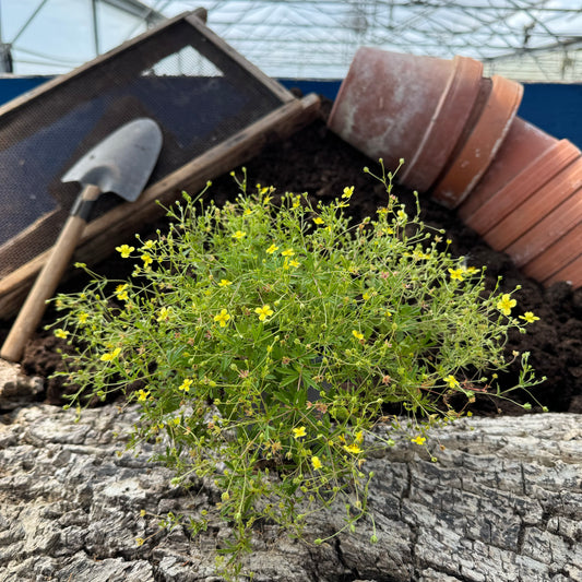 Blutwurz - Potentilla erecta