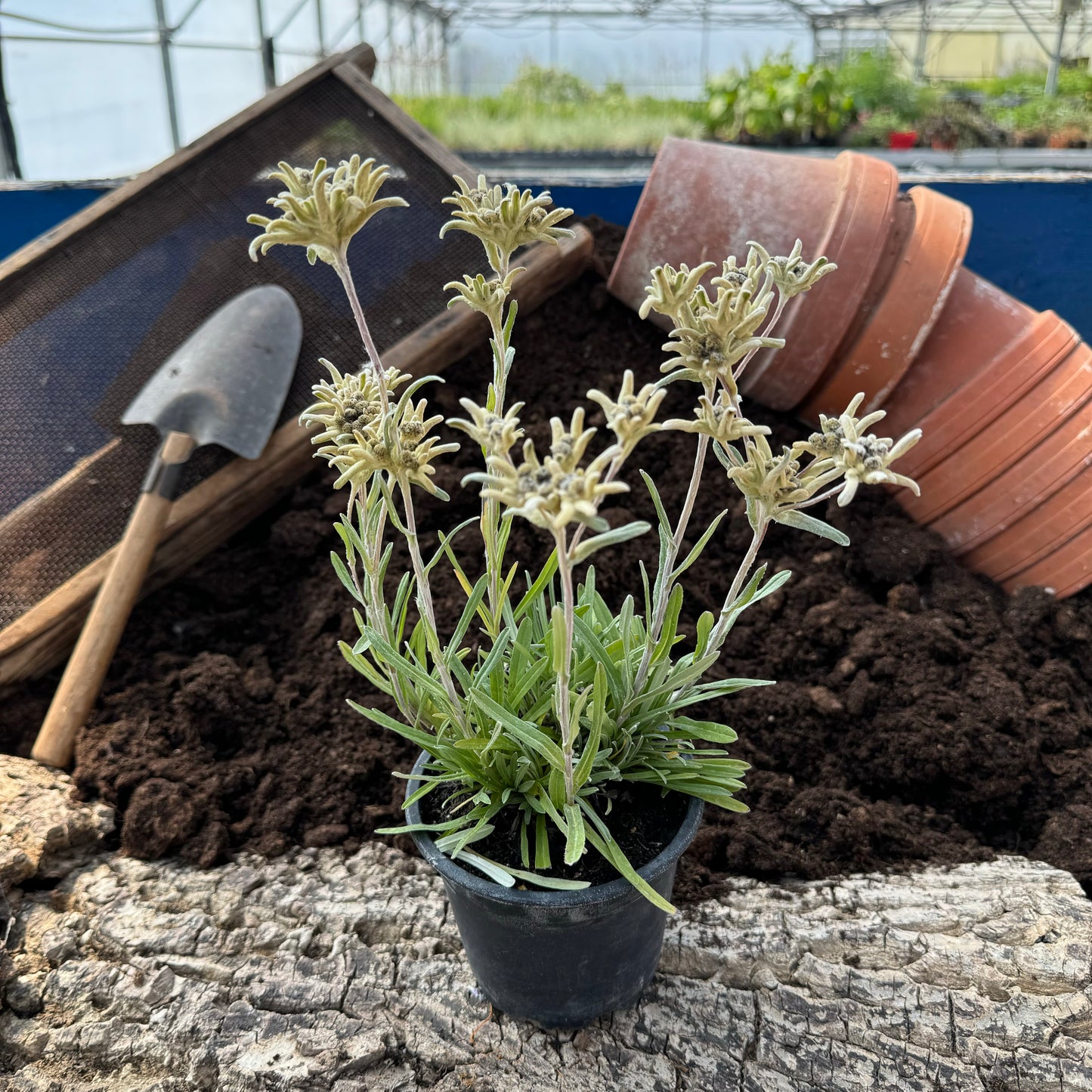 Edelweiß - Leontipodium alpinum