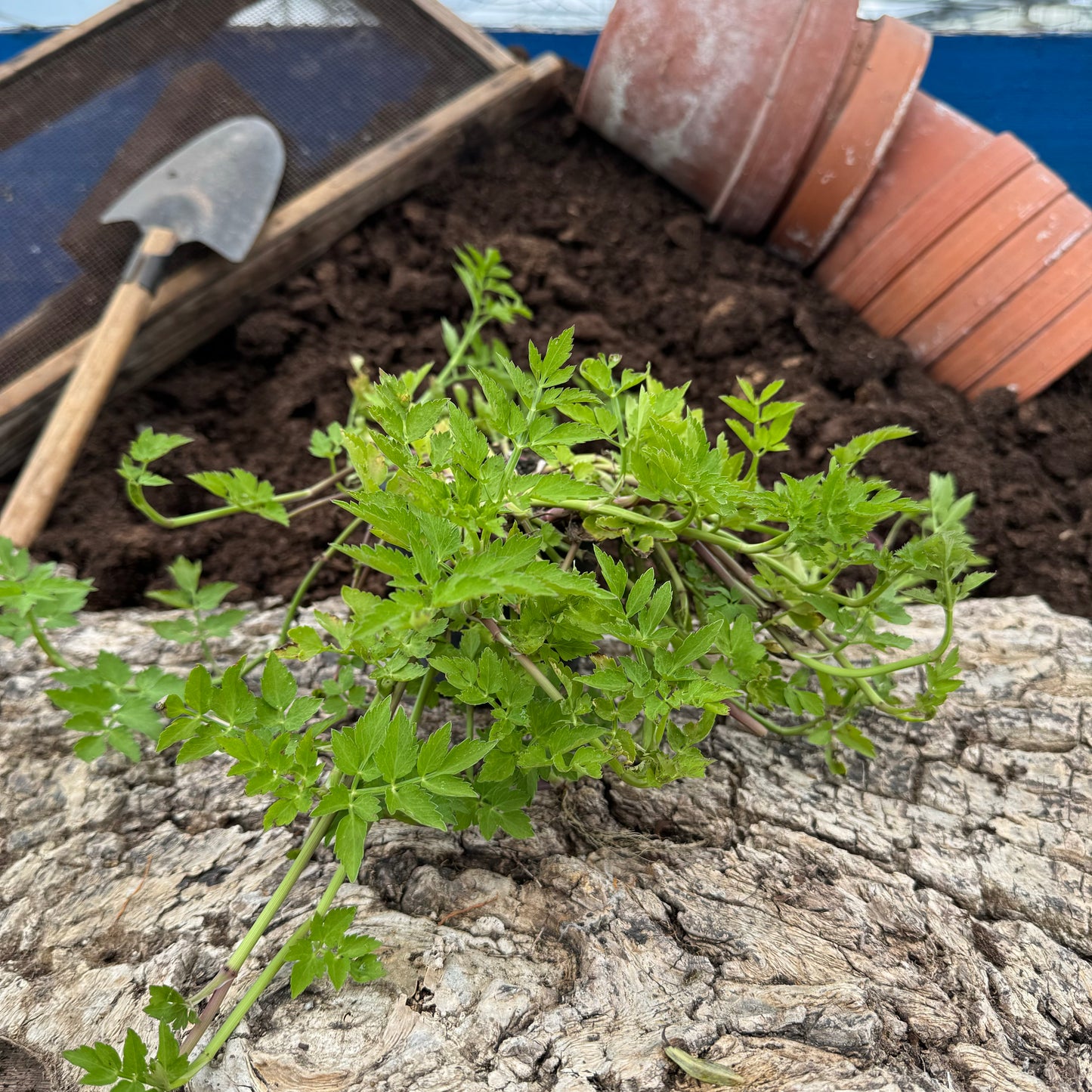 Vietnamesischer Wasserfenchel - Oenanthe stolonifera