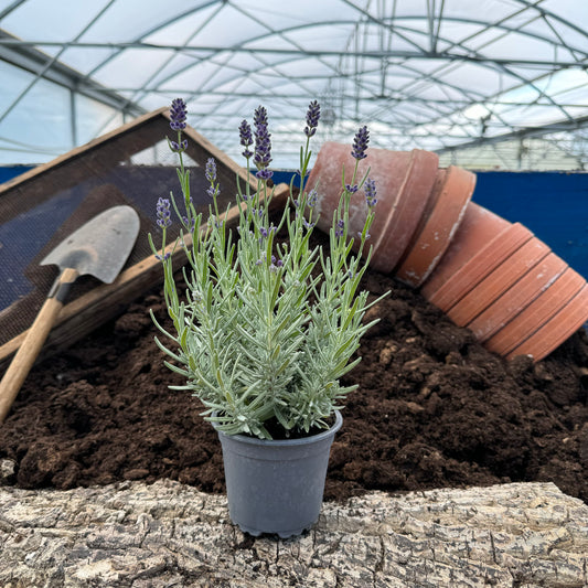 Lavendel - Lavandula angustifolia