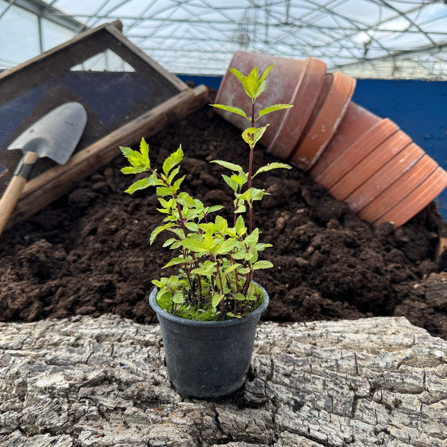 Thai-Minze - Mentha species (Thai)