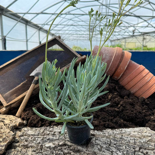 Balsamo de Canudo - Senecio kleiniiformis