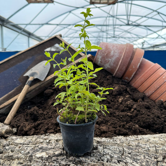 Russische Minze - Mentha x piperita var. citrata