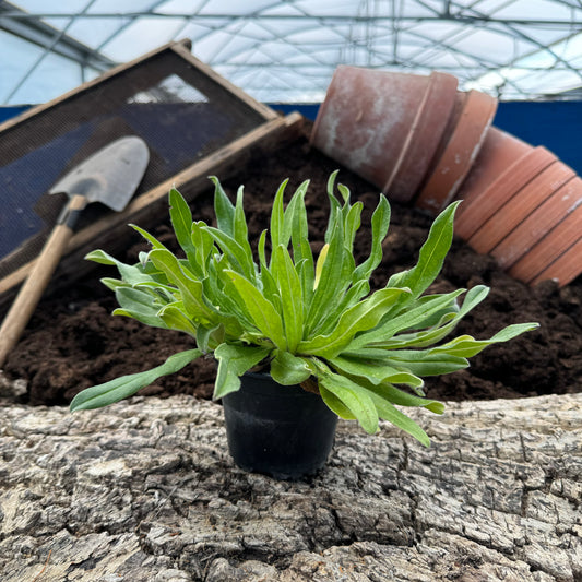 Natternkopf - Echium vulgare