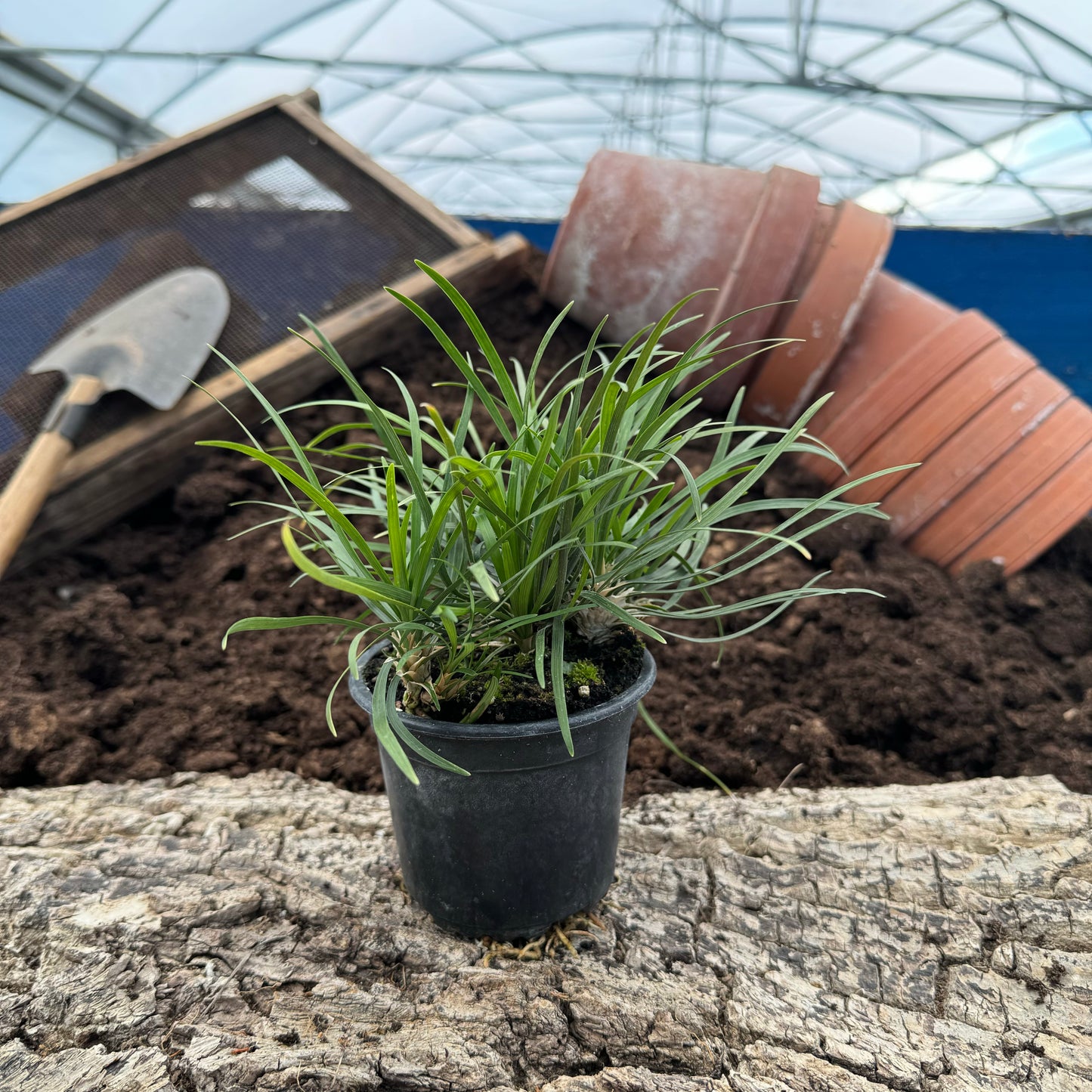 Mai Dong - Ophiopogon japonicus