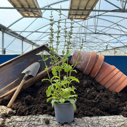 Afrikanischer Räuchersalbei - Salvia repens