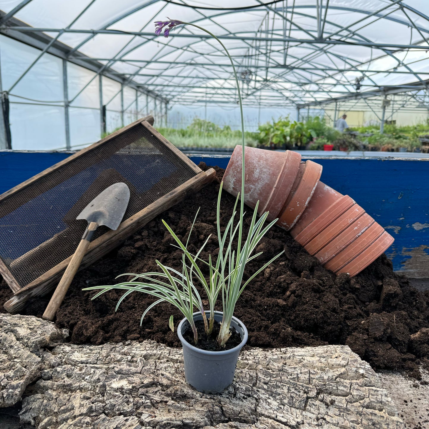 Zimmerknoblauch weißbunt - Tulbaghia violacea 'Variegata'