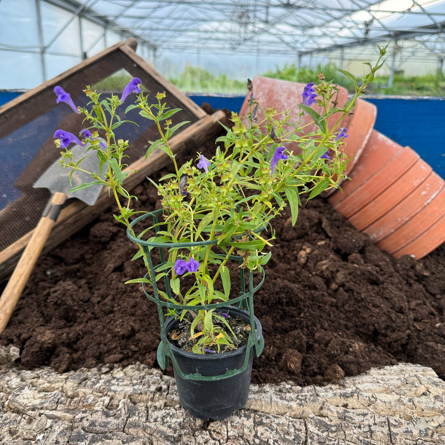 Helmkraut virginisches - Scutellaria lateriflora