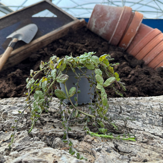 Knoblauchgamander - Teucrium scordium