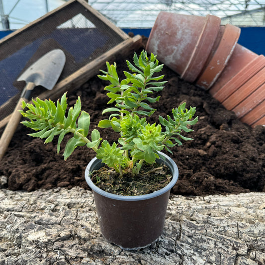 Rosenwurz - Rhodiola rosea