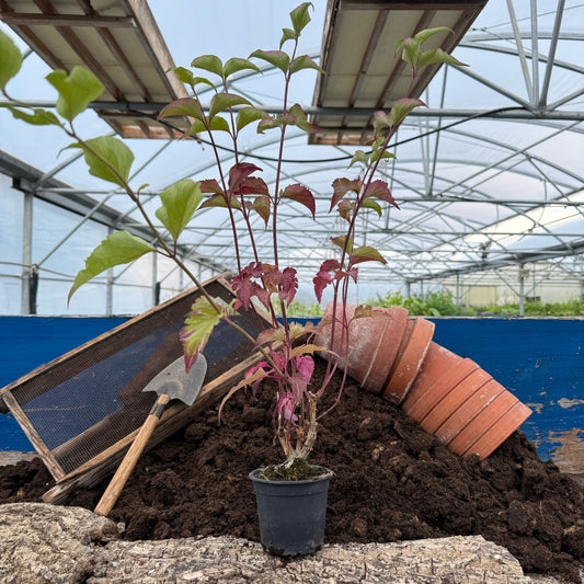 Himalaya Geißblatt - Leycesteria formosa